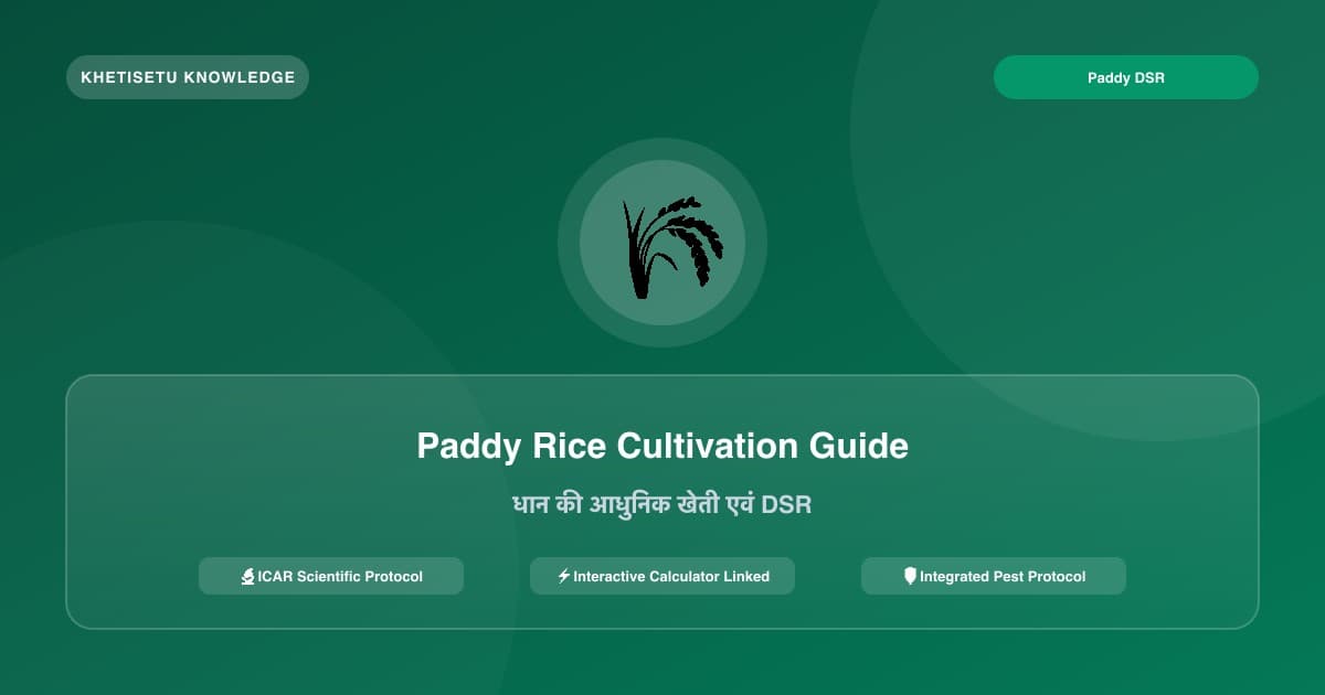 Paddy Rice Cultivation in India: DSR vs Transplanting, Fertilizer & Weed Control
