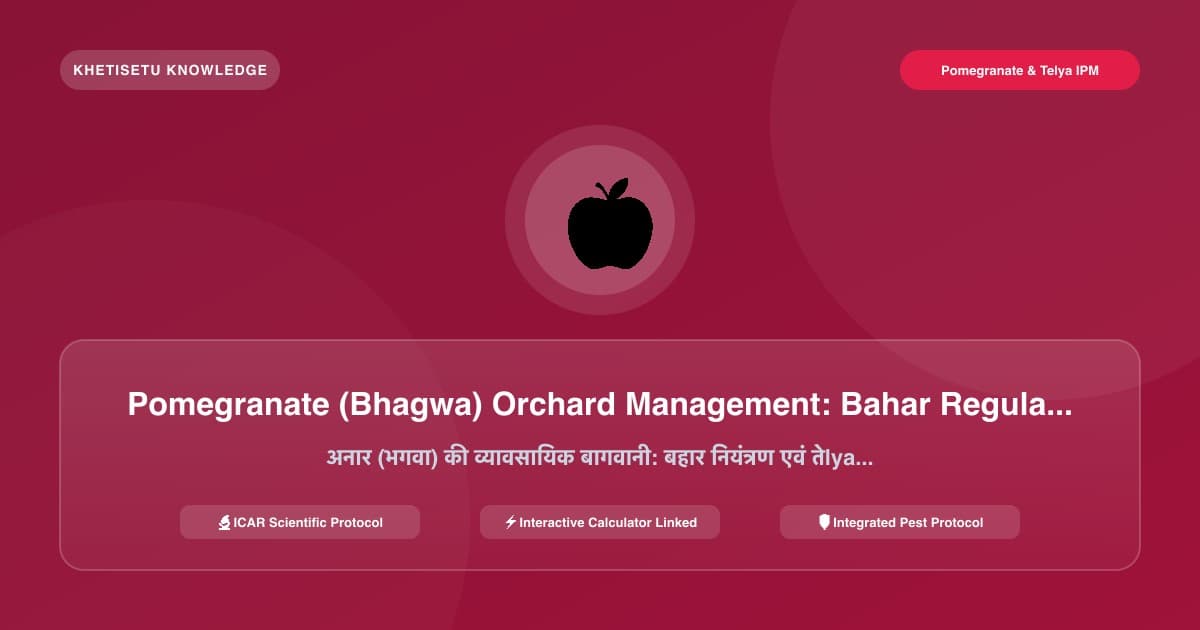 Pomegranate (Bhagwa) Orchard Management: Bahar Regulation & Bacterial Blight Control