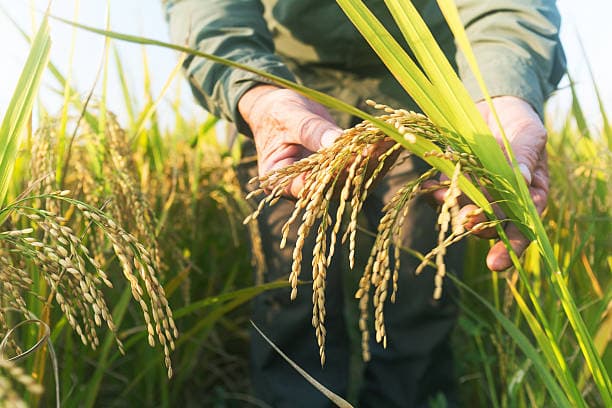 Crop Scouting in Kanpur