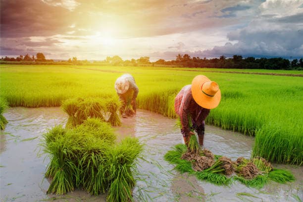 Cultivation in Kanpur