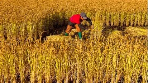 Harvesting in Kanpur