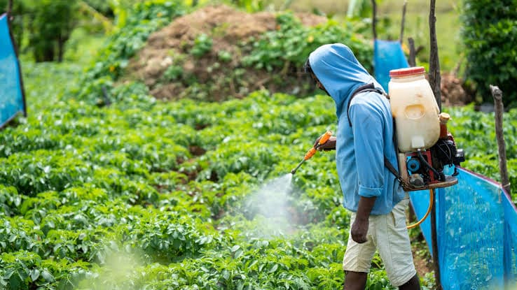 Pest Control in Kanpur